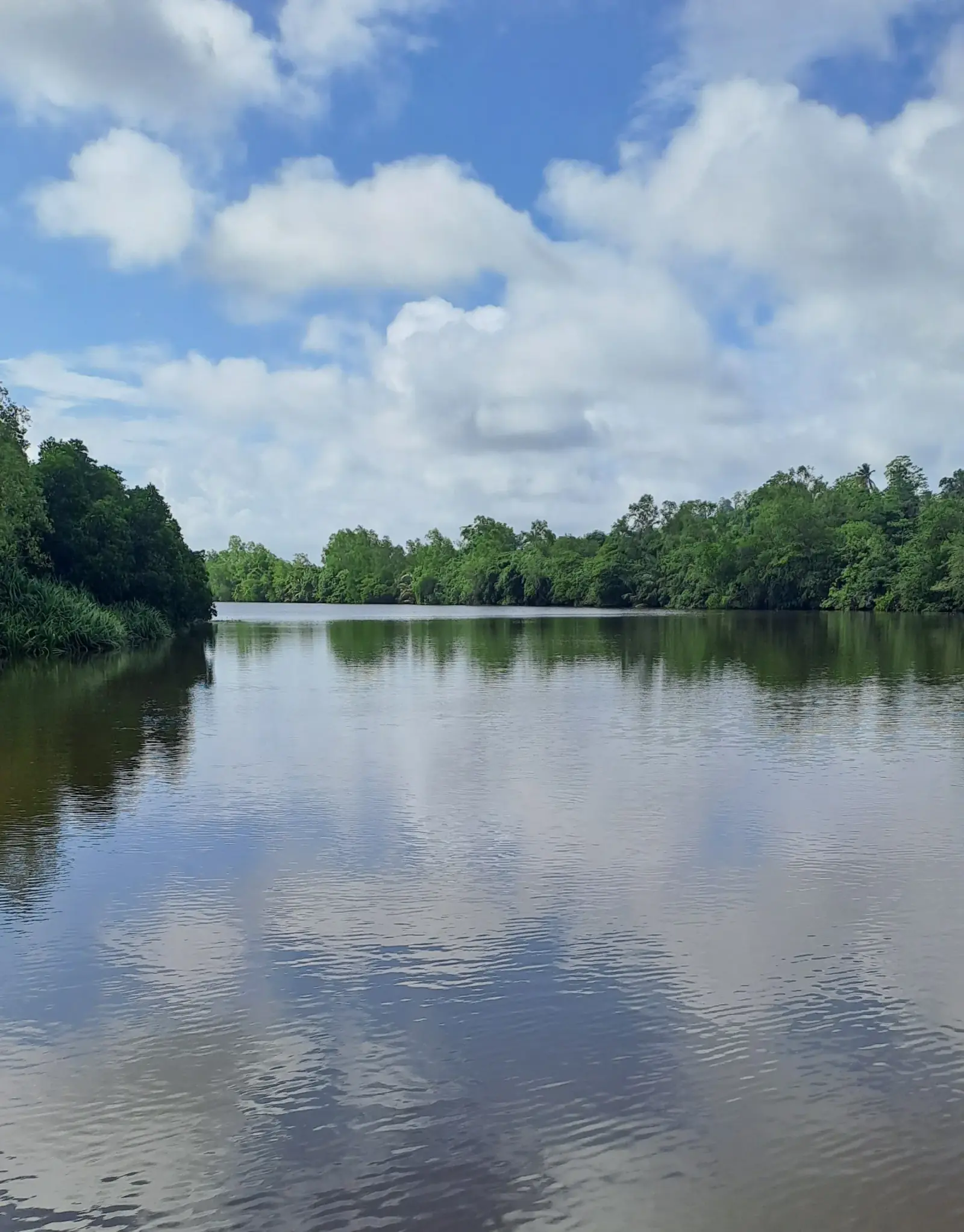 Flusslandschaft mit Mangroven