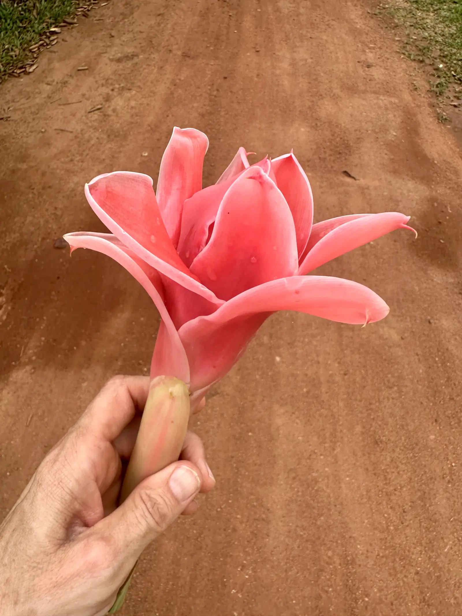 Lotus in der Hand